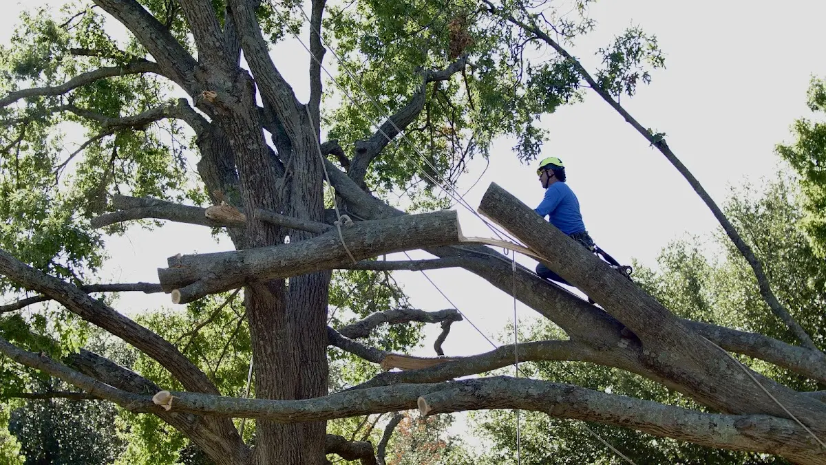 Professional Crown Thinning performed by certified arborists in Erbacon